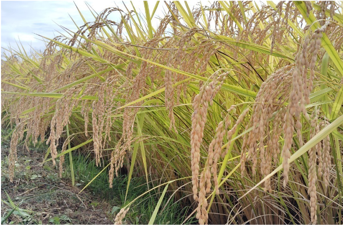 農家の大ちゃん