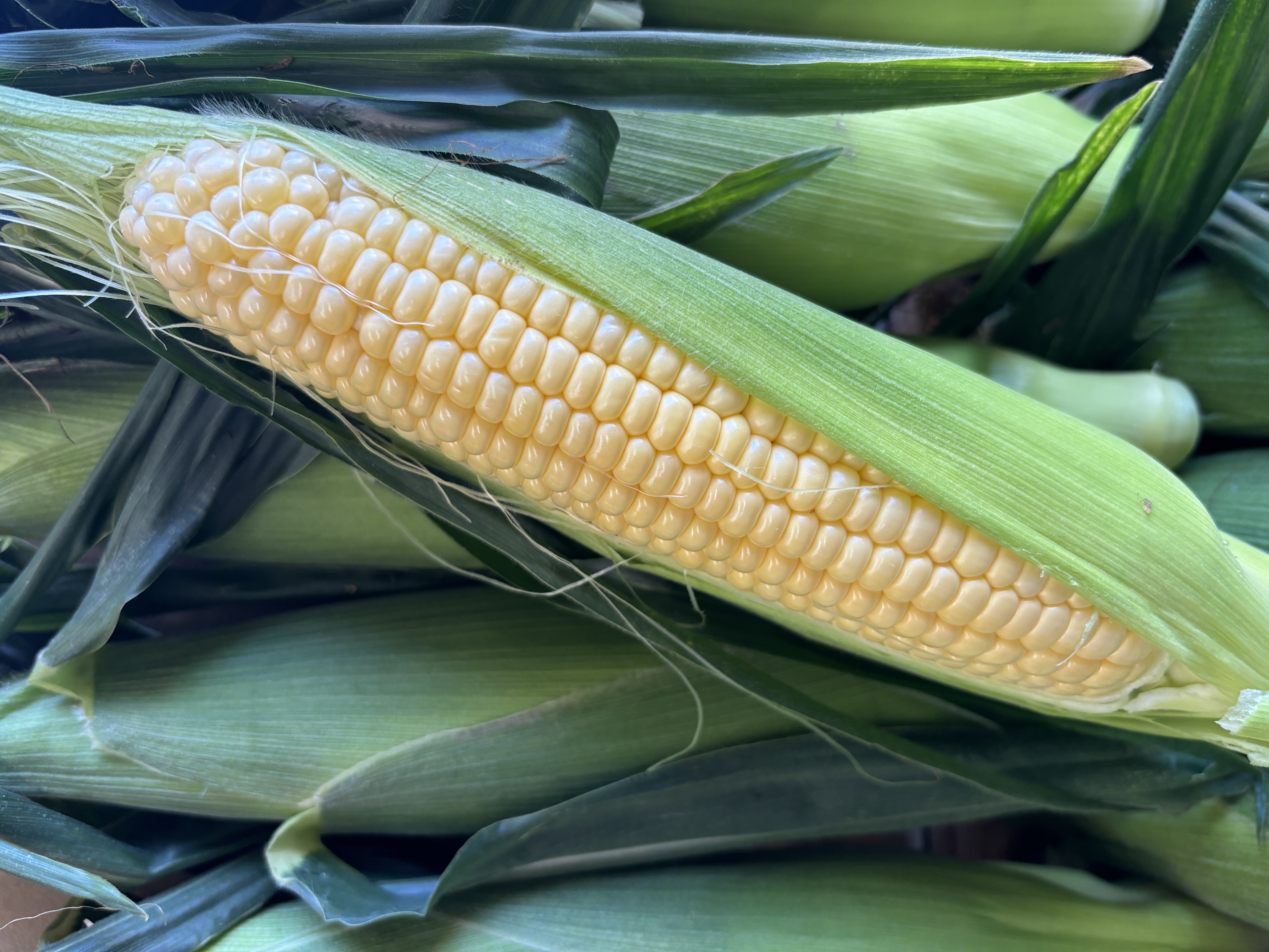 とうもろこし