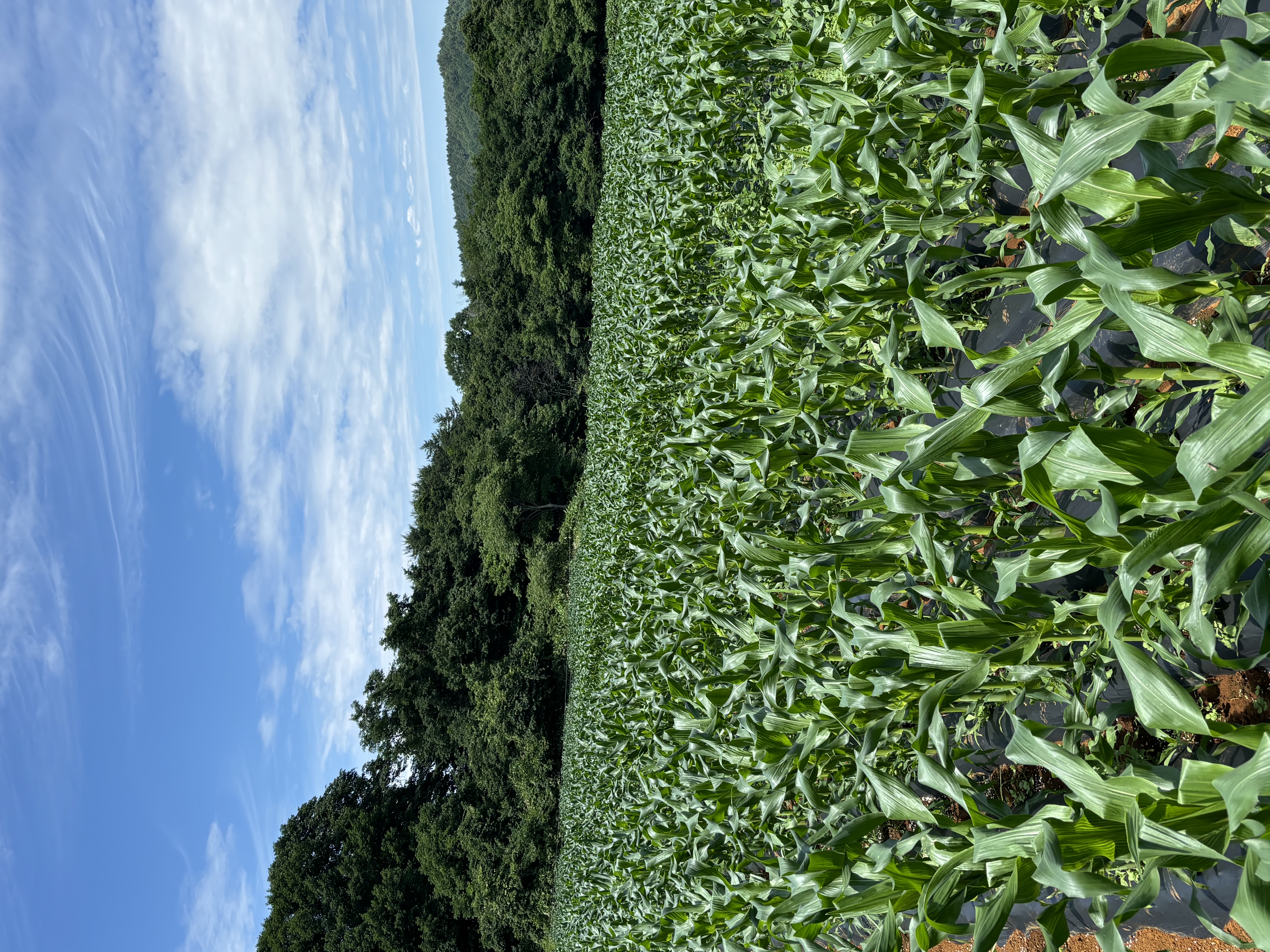 ここまも農園の畑風景
